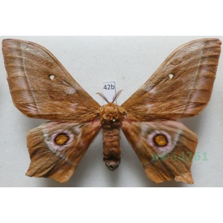 Imbrasia epimethea (Drury, 1773) Kenya 107mm42b